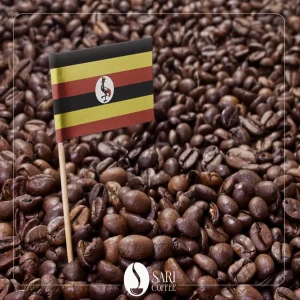 قهوه روبوستا اوگاندا در فروشگاه قهوه ساری کافی