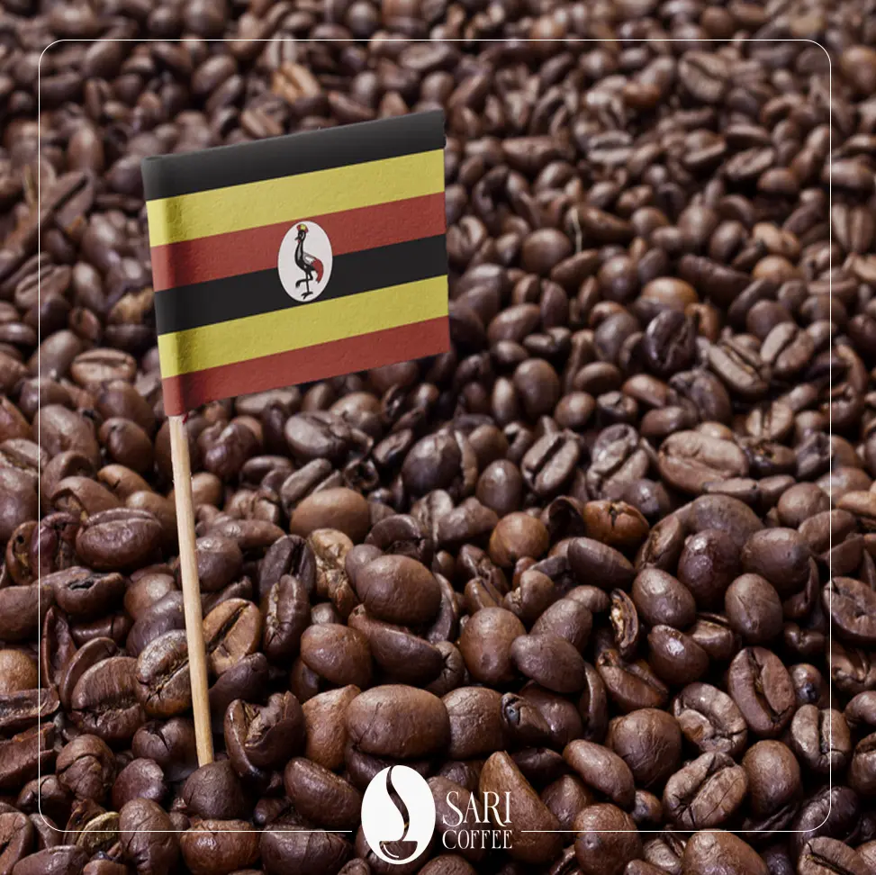 قهوه روبوستا اوگاندا در فروشگاه قهوه ساری کافی